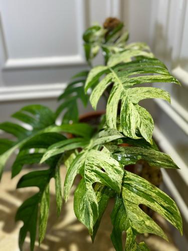 EPIPREMNUM PINNATUM MARBL