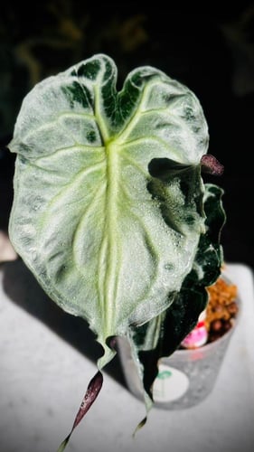 ALOCASIA VENOM