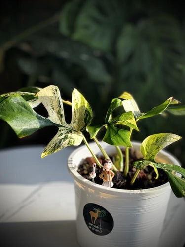 MONSTERA GINNY MIGMA