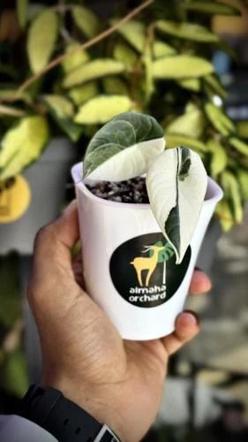 ALOCASIA MELO ALBO