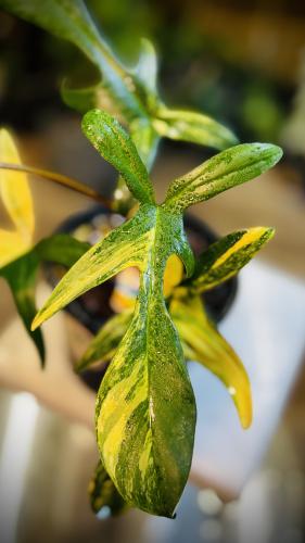 PHILODEN FLORIDA BEAUTY VARIEGATED