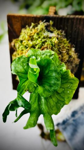 FERN - PLATYCERIUM WANDEE DWARF FERN