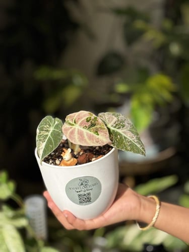 ALOCASIA BLACK VELVET F