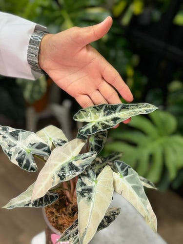 ALOCASIA BAMBINO PINK