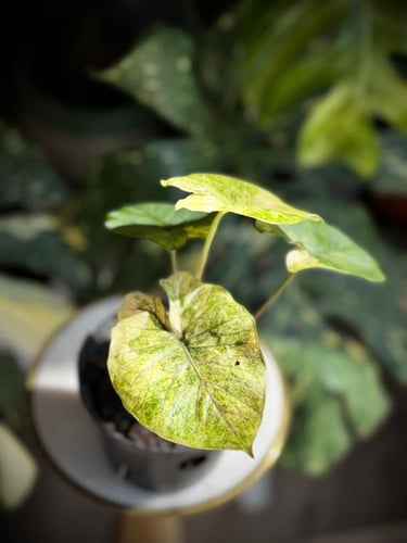 ALOCASIA SERENDIPITY GOLD