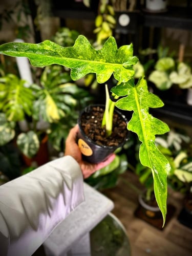 PHILODENDRON BOBCEE X FLORIDA