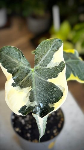 Alocasia Mickey Mouse