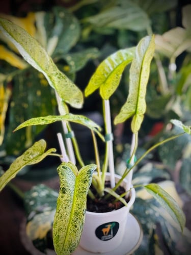 PHILODENDRON BILLIETIAE x PARAISO