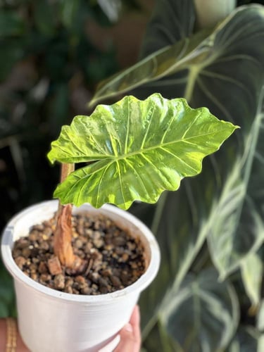 Alocasia Low Rider Variegated