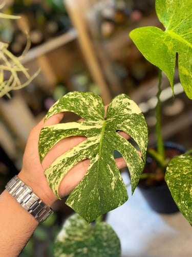 MONSTERA SILVER STAR