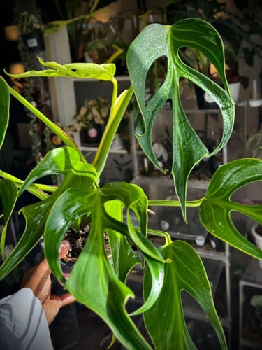 MONSTERA BURLE MARX FRAME