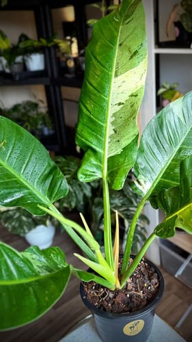 PHILODENDRON ORLANDO Variegated