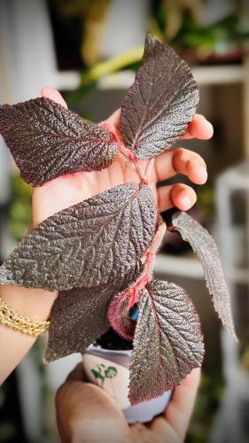 BEGONIA REX MIX VARIETIES