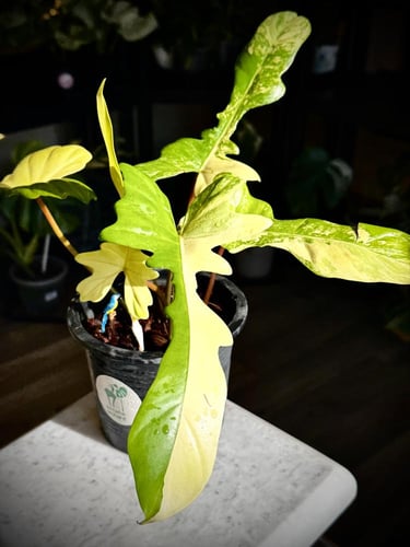 PHILODENDRON FLORIDA x MAYOI (NARROW FORM)