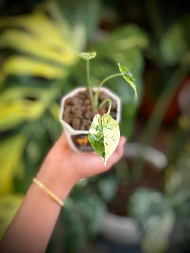 ALOCASIA SINUATA ALBO