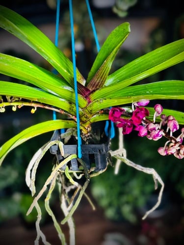 RHYNCHOSTYLIS GIGANTEA