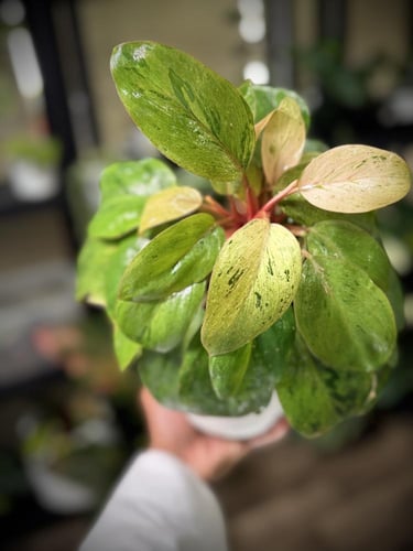 PHILODENDRON RED CONGO MARBLE DWARF