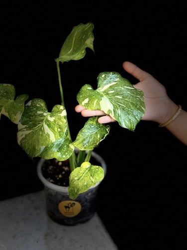 MONSTERA TRICOLOR MUT