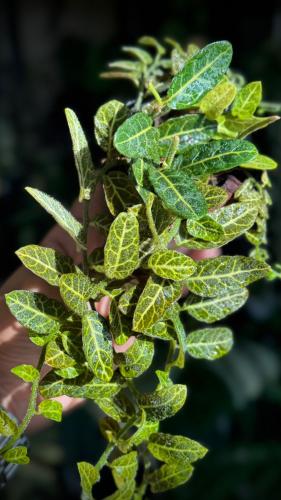 SOLANUM EVOLVULIFOLIUM