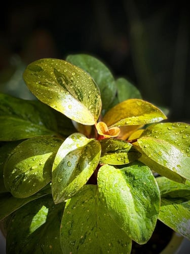 PHILODENDRON RED CONGO MARBLE DWARF
