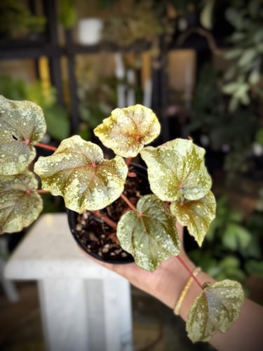 BEGONIA REX MIX VARIETIES