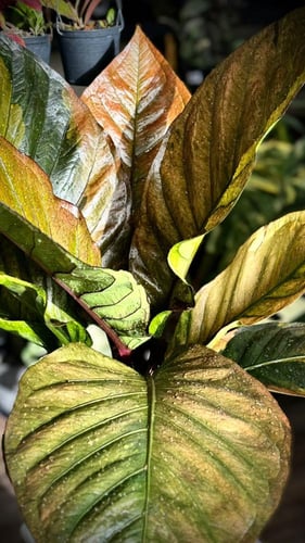 ANTHURIUM HOOKERI BIRDS NEST VARIEGATED