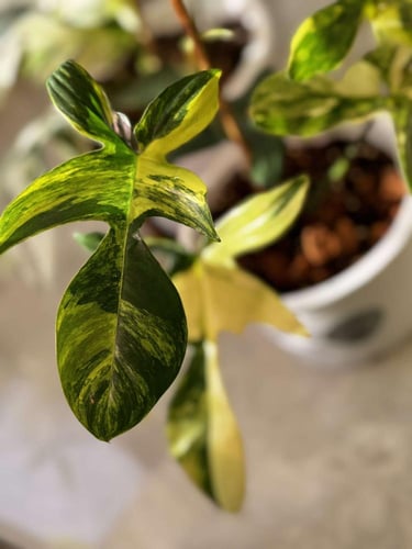 philodendron florida beauty variegated