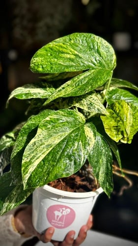 AMYDRIUM MEDIUM SPIDI