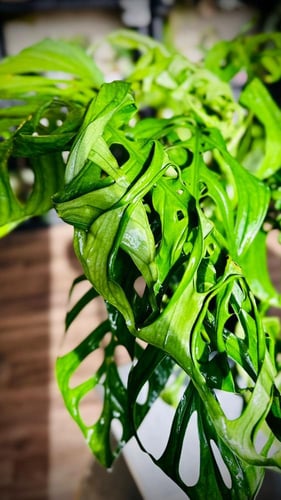 MONSTERA ESQUELETO