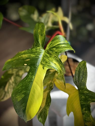 PHILODENDRON PEDATUM VARIEGATED