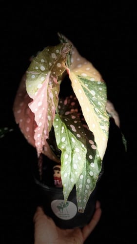 begonia maculata variegated