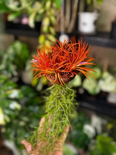 TILLANDSIA + SPANISH MOSS