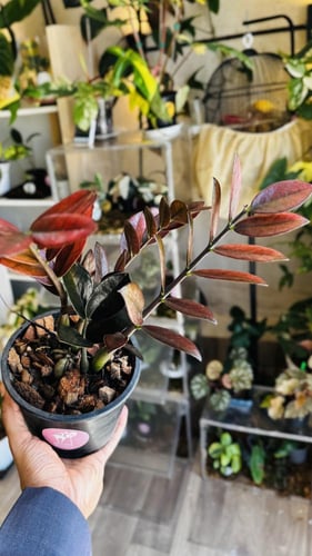 ZAMIOCULCAS Z. BLACK-PINK