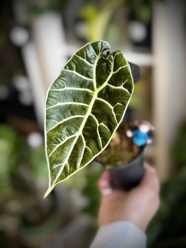 ALOCASIA WATSONIANA PINK