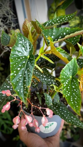 Begonia Double Dot