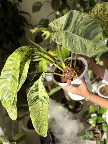 epipremnum giganteum variegated