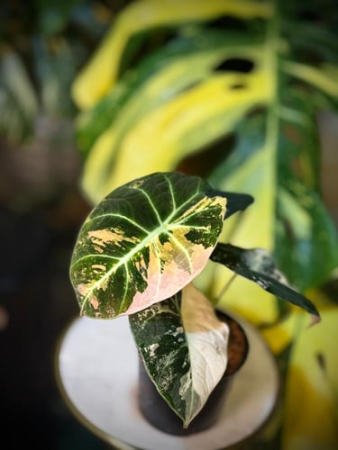 ALOCASIA BLACK VELVET PINK