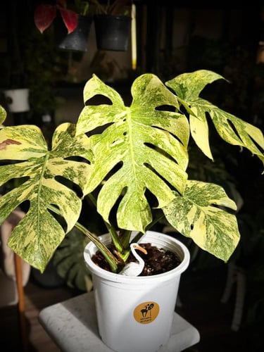 MONSTERA DELICIOSA LEGAZY