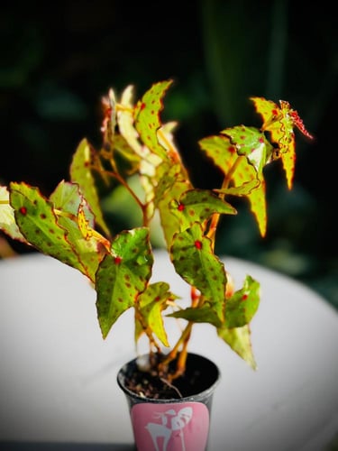 BEGONIA AMPHIOXUS