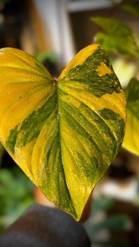 HOMALOMENA RUBESCENS MINT