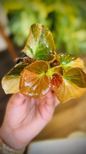 BEGONIA REX MIX VARIETIES