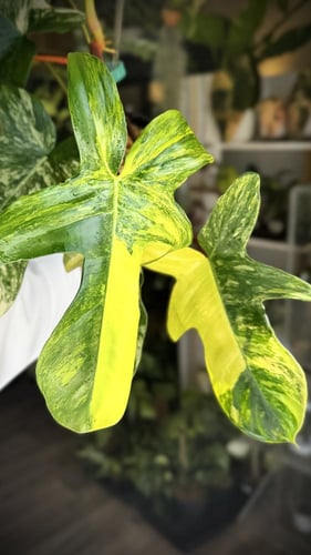PHILODENDRON PEDATUM VARIEGATED