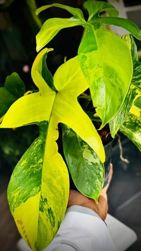 PHILODENDRON FLORIDA X SQUAM GARDERUM