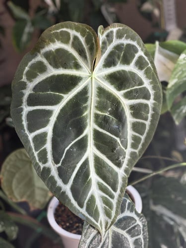 ANTHURIUM
