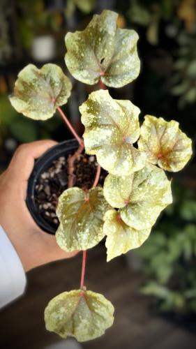 BEGONIA REX MIX VARIETIES