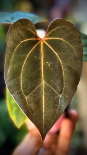 ANTHURIUM HYBRID MIX