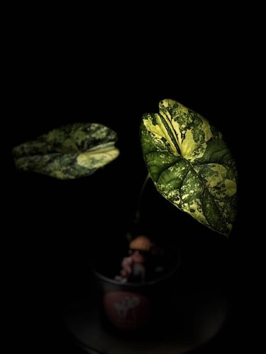 ALOCASIA DRAGON SCALE ALBO