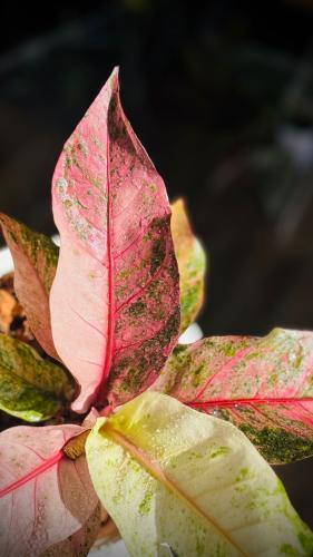 anthurium renaissance variegated