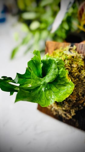 FERN - PLATYCERIUM WANDEE DWARF FERN