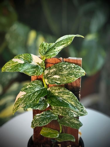 RHAPHIDOPHORA KORTHALSII VARIEGATED